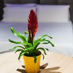 Arcolobello